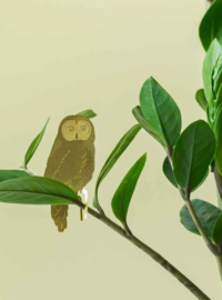 Plant Animal Owl uil