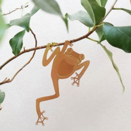 Plant Animal Tree Frog boom kikker