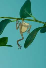 Plant Animal Tree Frog boom kikker