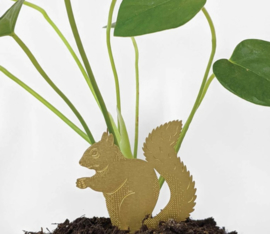 Plant Animal Squirrel eekhoorn