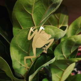 Plant Animal Tree Frog boom kikker