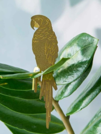 Plant Animal Parrot Papegaai