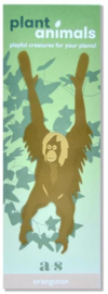 Plant Animal Orangutan