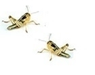 sprinkhaan Baby 25 stuks ( 2 / 3 dagen oud )