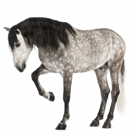 muursticker paard grijs