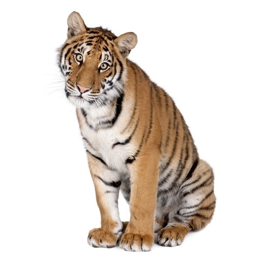 muursticker tijger