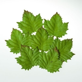 ScrapBerry's Set Of Leaves 7 pcs Cedar (SCB300602)