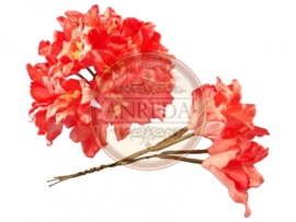 Lily - Coral Red