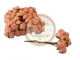 Mini Rose - Variegated Cream- Pink