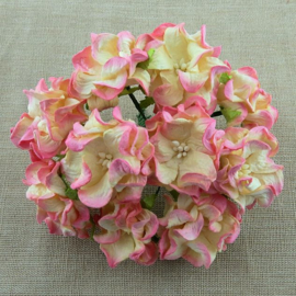 Curly Flowers Double - Pink Cream Variegated