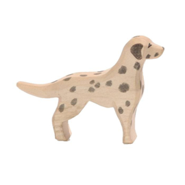 Ostheimer Dalmatiër