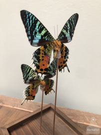 Vitrine groen oranje vlinders (144544)