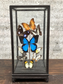 Vlindervitrine met 14 unieke soorten 147631 verkocht