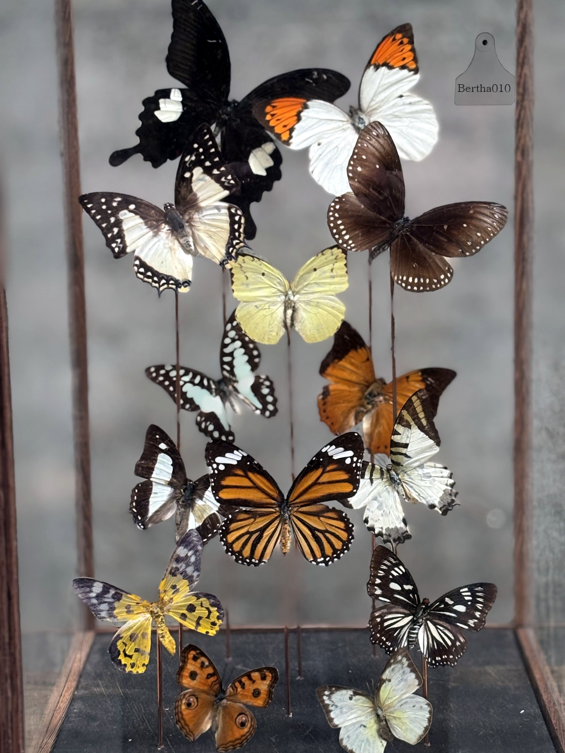 Vitrine met veertien vlinders 147528