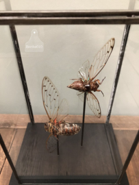 Grote vitrine insecten (144737) verkocht