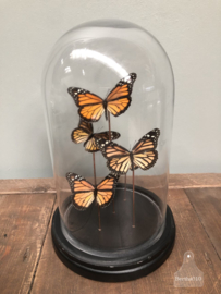 Stolp oranje vlinders (144735)