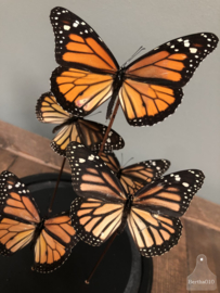 Stolp oranje vlinders (144735)