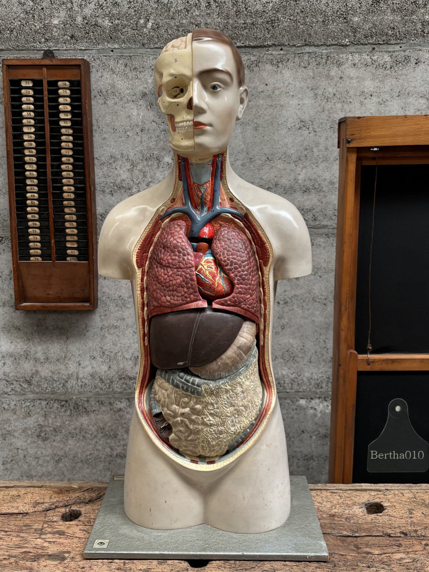 Zeldzaam anatomisch 90 cm hoge torso jaren '30/'40 (147569)