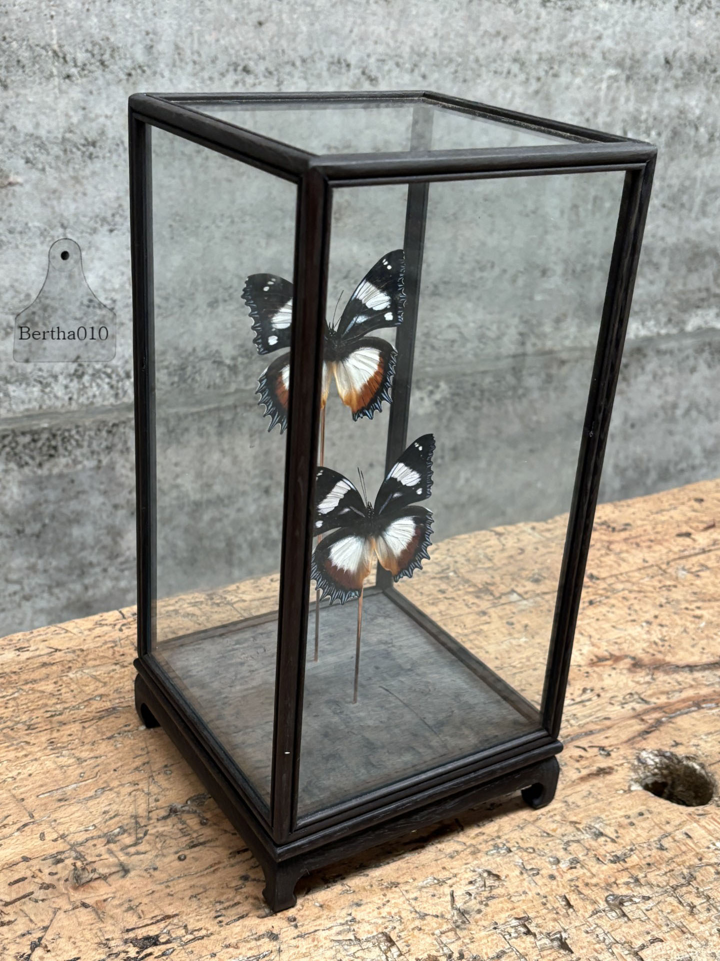 Vitrine vlinders Hypolimnas Dexithea 147529