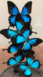 Stolp blauwe vlinders (144310) verkocht