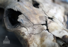 Uniek schedel van een os (131703) verkocht