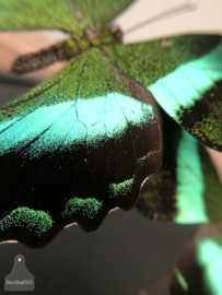 Stolp vlinder groen (144736) verkocht