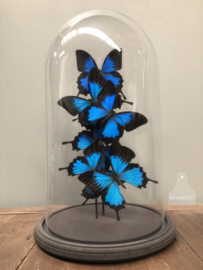 Stolp blauwe vlinders (144310) verkocht