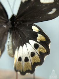 Stolp vlinder man, vrouw (144548)