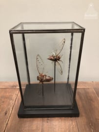 Grote vitrine insecten (144737)