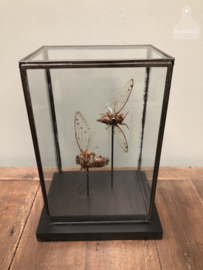 Grote vitrine insecten (144737) verkocht