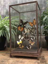 Vlinders vitrine (145079) verkocht