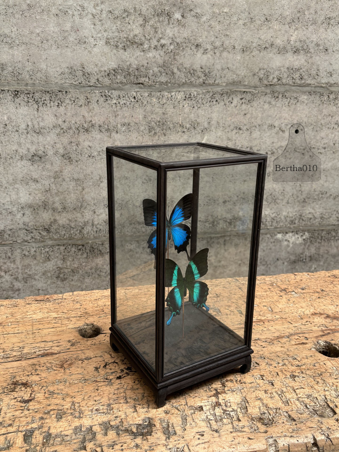 Vitrine twee vlinders Papilio Ulysses en Papilio Pericles 147531