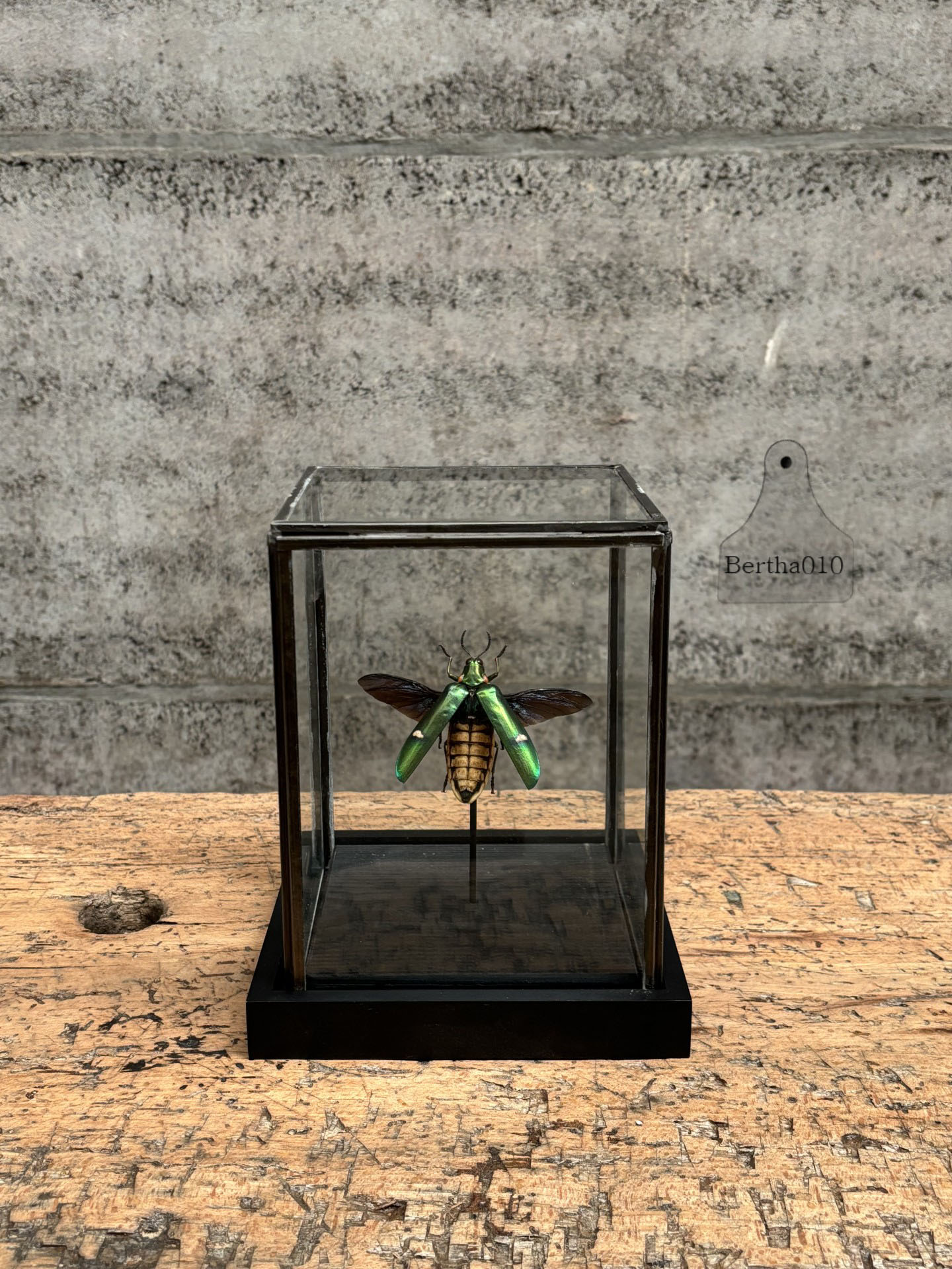 Insect Megaloxantha bicolor in glazen vitrine 144738