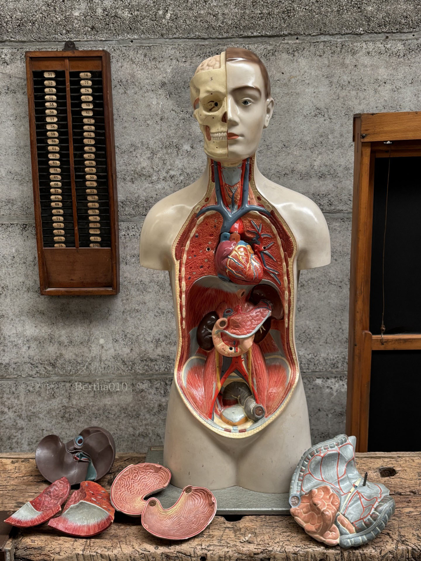 Zeldzaam anatomisch 90 cm hoge torso jaren '30/'40 (147569)