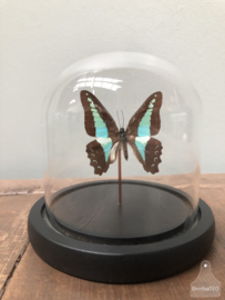 Stolp turquoise vlinder (144729) verkocht