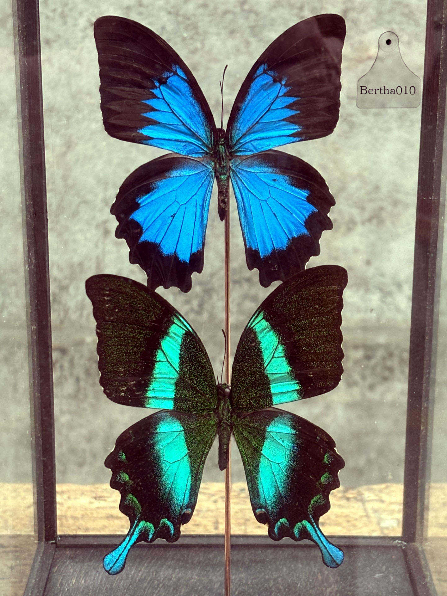 X Stolp twee vlinders Papilio Ulysses en Papilio Pericles 147531
