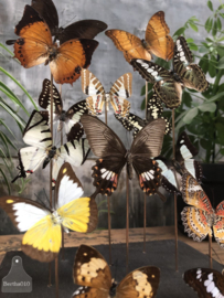 Vlinders vitrine (145079) verkocht