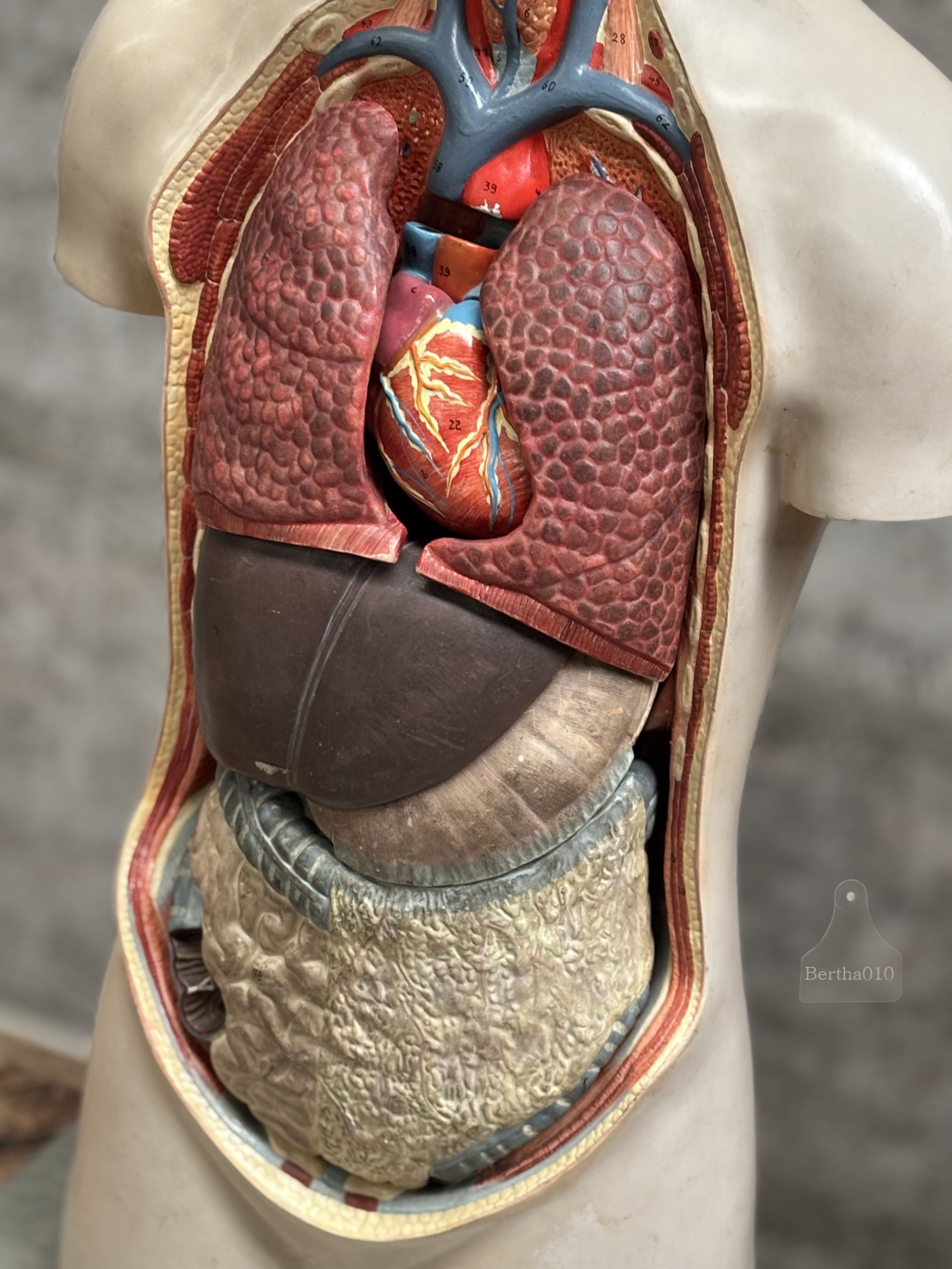 Zeldzaam anatomisch 90 cm hoge torso jaren '30/'40 (147569)