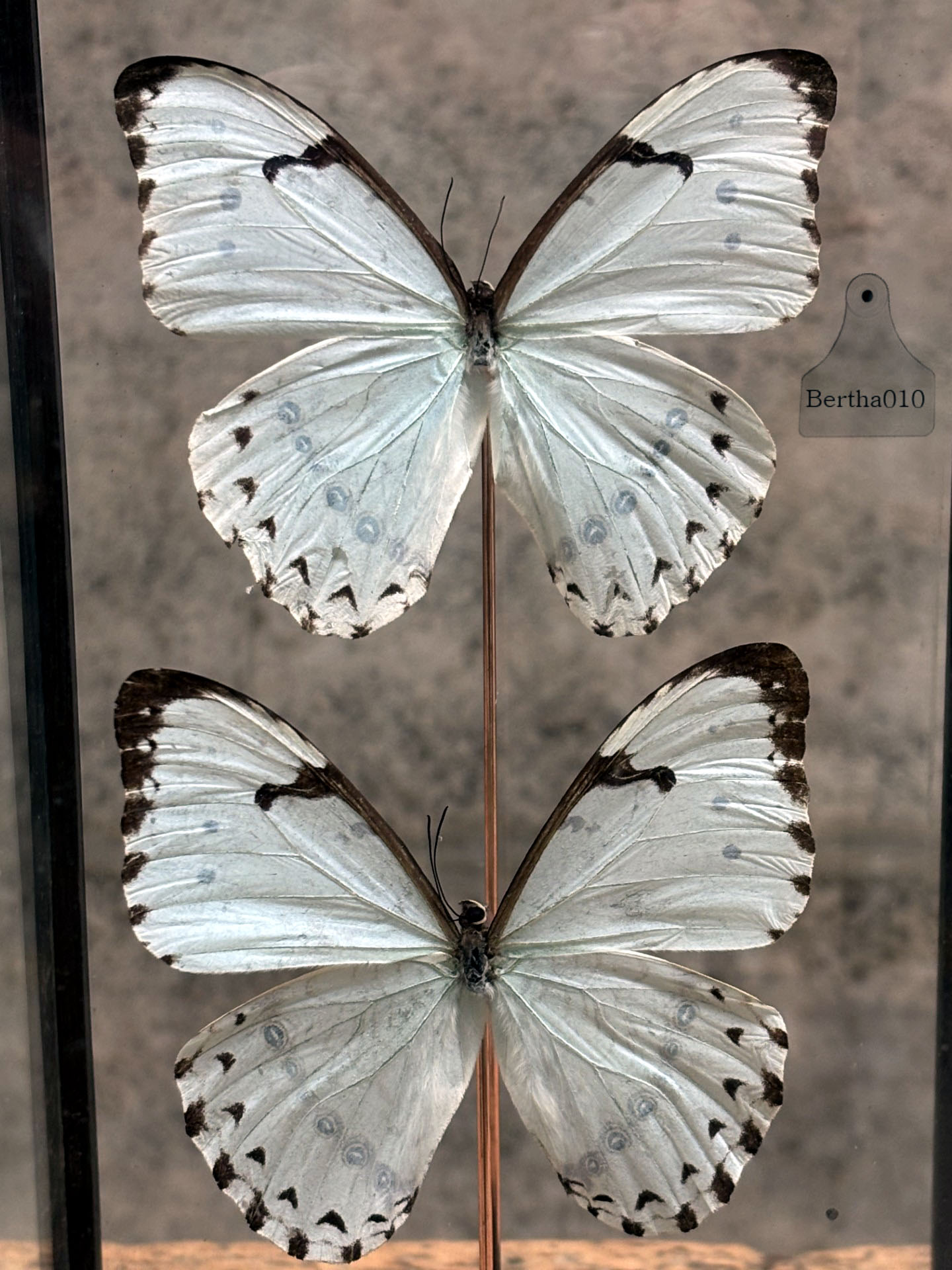 X Stolp vlinders Morpho Catenarius 147534
