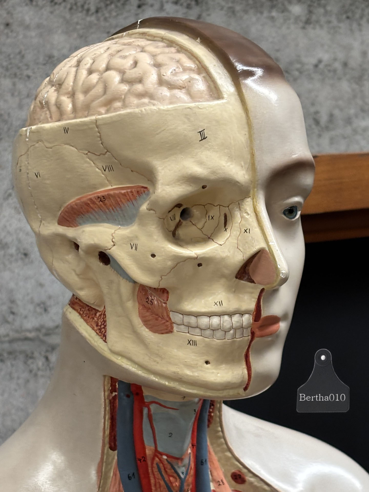 Zeldzaam anatomisch 90 cm hoge torso jaren '30/'40 (147569)