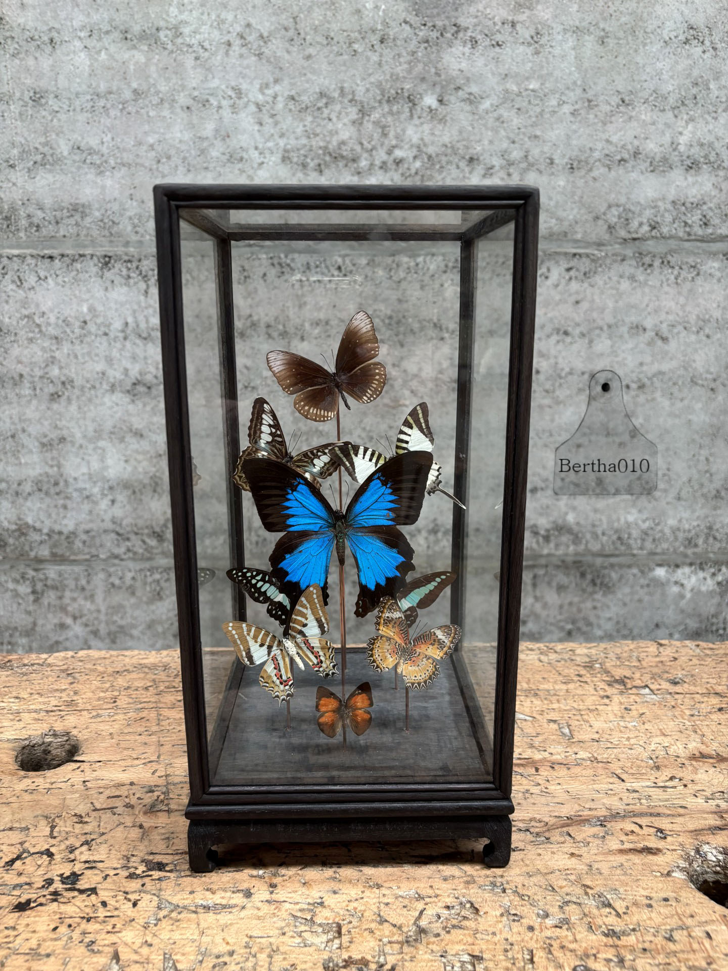 Vitrine negen vlinders 147532