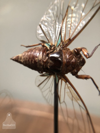 Vitrine insecten (144738) verkocht