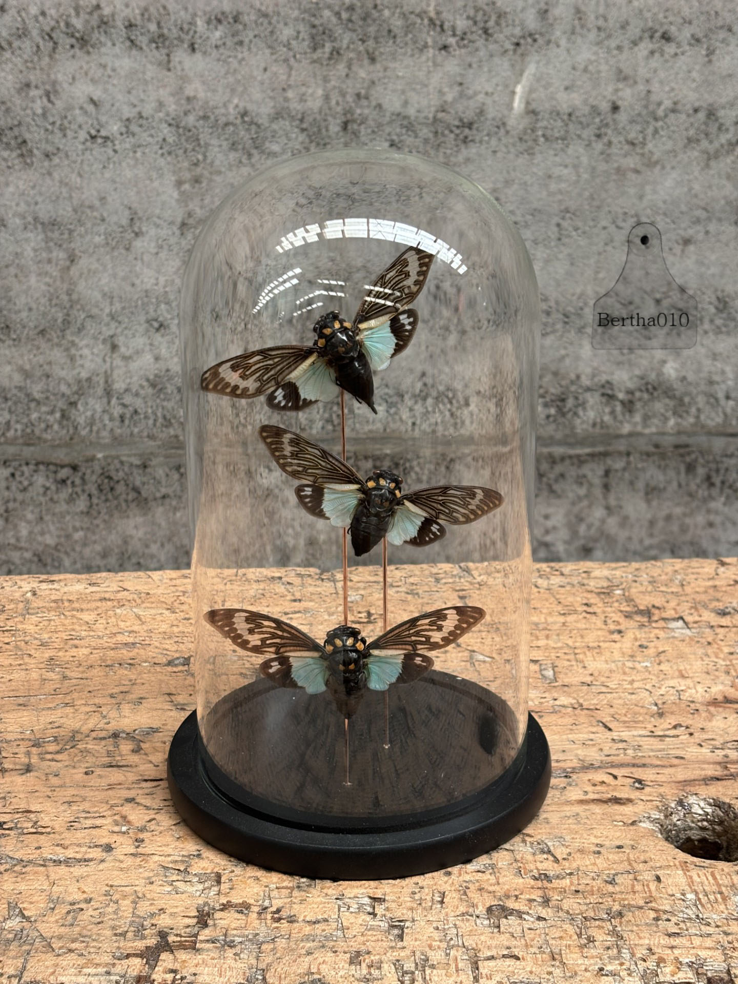 Stolp drie insecten Distantaina Splendida 147535