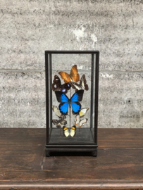 Vlindervitrine met 14 unieke soorten 147631 verkocht