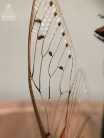 Vitrine insecten (144738) verkocht