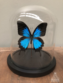 Stolp blauwe vlinder (144734)