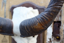Groot Kudu (Koedoe) gewei (131598) verkocht