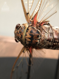 Vitrine insecten (144738) verkocht