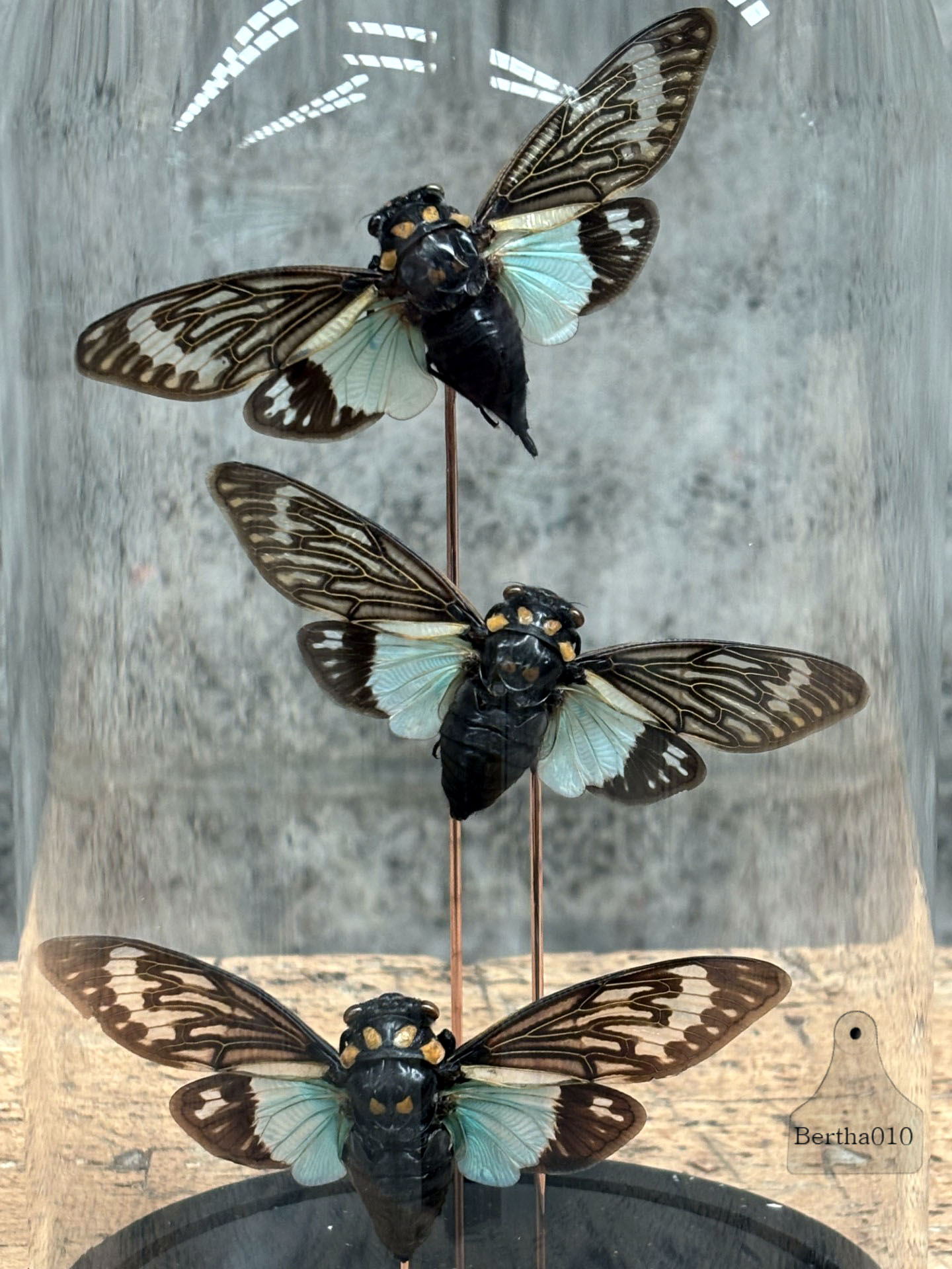 Stolp drie insecten Distantaina Splendida 147535