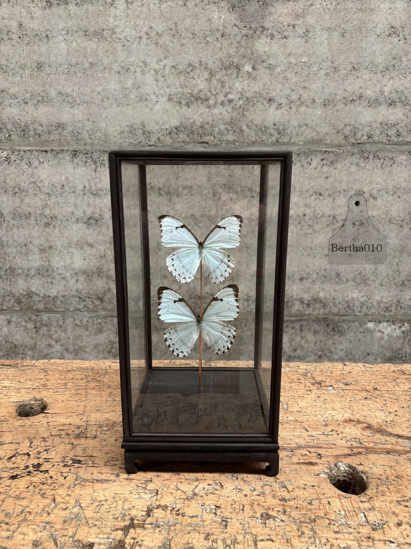Vitrine vlinders Morpho Catenarius 147534